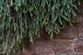 Picea abies Repens IMG_9087 Świerk pospolity